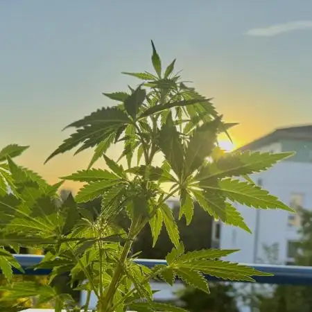 #2025 Balkon GROW Germany - Sticky Orang