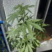 #2026 Balkon GROW Germany - GSC