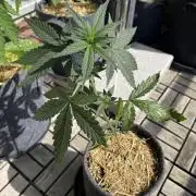 #2026 Balkon GROW Germany - Red Poison