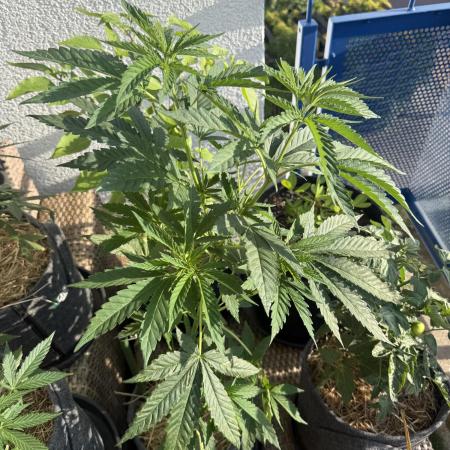 #2026 Balkon GROW Germany - All Gas OG