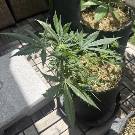 #2026 Balkon GROW Germany - Maui Wowie