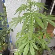 #2026 Balkon GROW Germany - GSC