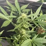 #2026 Balkon GROW Germany - Maui Wowie
