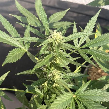 #2026 Balkon GROW Germany - Maui Wowie