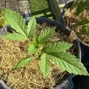 #2026 Balkon GROW Germany - All Gas OG