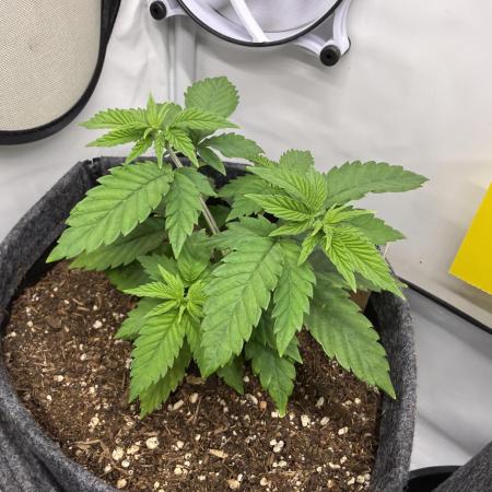 Orange Creampop #2025