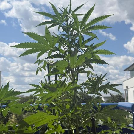 #2026 Balkon GROW Germany - GSC