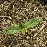 #2026 Balkon GROW Germany - Zkittels