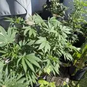 #2026 Balkon GROW Germany - Zkittels