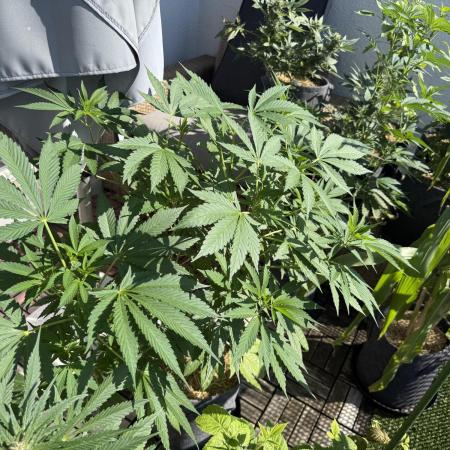 #2026 Balkon GROW Germany - Zkittels