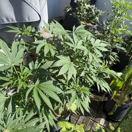 #2026 Balkon GROW Germany - Zkittels