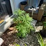 #2025 Balkon GROW Germany - Sensi Amnesi