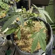 #2026 Balkon GROW Germany - Purple