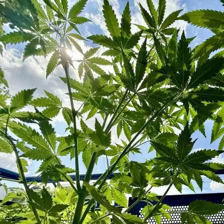 #2025 Balkon GROW Germany - Sticky Orang