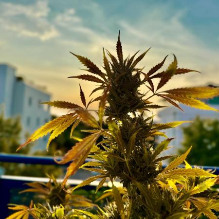 #2025 Balkon GROW Germany - Emerald Fire