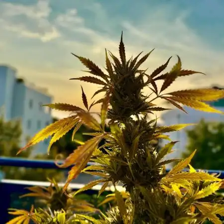 #2025 Balkon GROW Germany - Emerald Fire