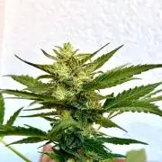 #2026 Balkon GROW Germany - Hindu Kush