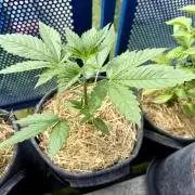 #2026 Balkon GROW Germany - Zkittels