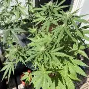 #2026 Balkon GROW Germany - Runtz