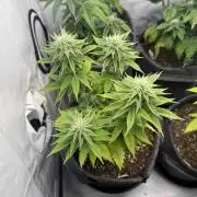 Orange Creampop #2025