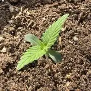 #2026 Balkon GROW Germany - Maui Wowie