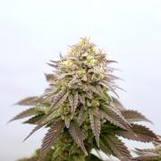 Orange Creampop #2025