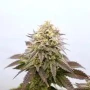 Orange Creampop #2025