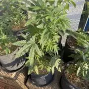 #2026 Balkon GROW Germany - All Gas OG
