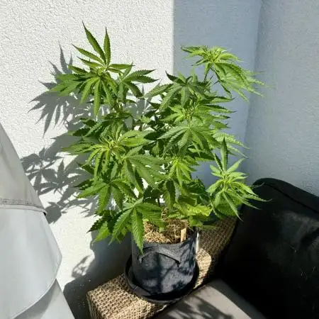 #2025 Balkon GROW Germany - Helly Jelly