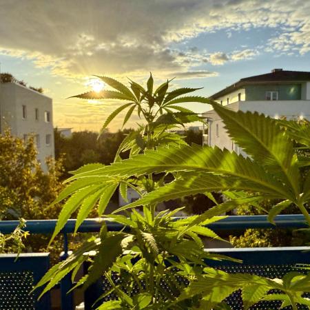 #2025 Balkon GROW Germany - Helly Jelly