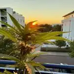 #2025 Balkon GROW Germany - Helly Jelly