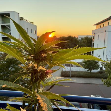 #2025 Balkon GROW Germany - Helly Jelly