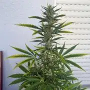 #2026 Balkon GROW Germany - GSC