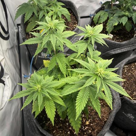 Orange Creampop #2025