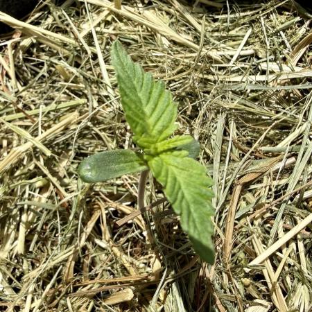 #2026 Balkon GROW Germany - GSC