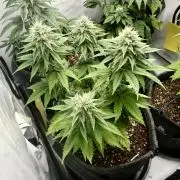 Orange Creampop #2025