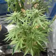 #2026 Balkon GROW Germany - Runtz
