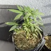 #2026 Balkon GROW Germany - Hindu Kush