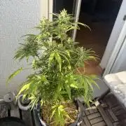 #2026 Balkon GROW Germany - Runtz