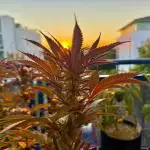 #2025 Balkon GROW Germany - Apple Blosso