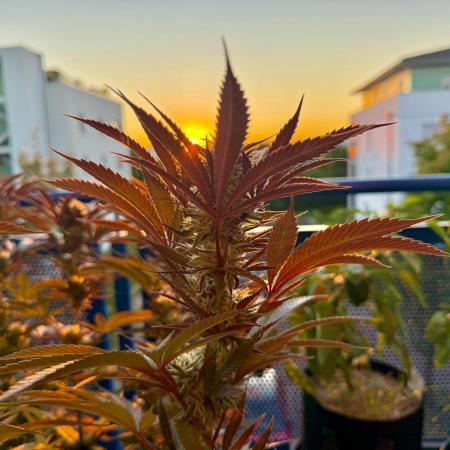 #2025 Balkon GROW Germany - Apple Blosso