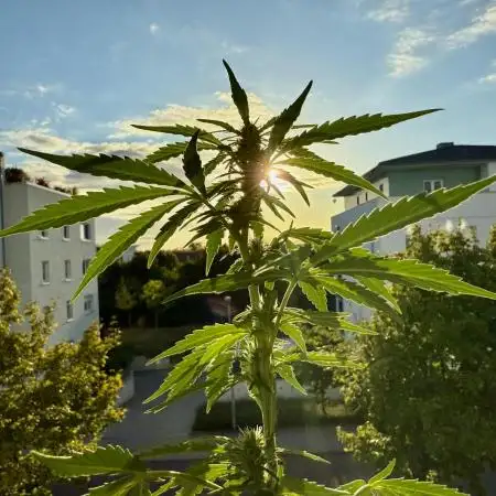 #2025 Balkon GROW Germany - Sticky Orang