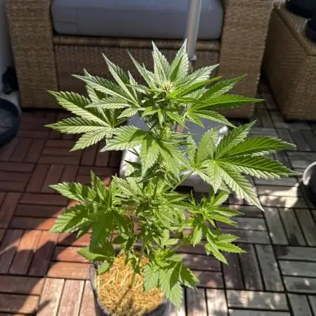 #2025 Balkon GROW Germany - Lemon Cherry