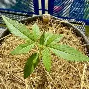 #2026 Balkon GROW Germany - Zkittels