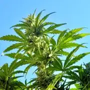 #2026 Balkon GROW Germany - Runtz