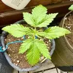 #2025 Balkon GROW Germany - +Speed