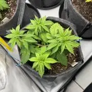 Orange Creampop #2025