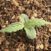 #2026 Balkon GROW Germany - Hindu Kush