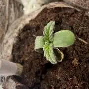#2026 Balkon GROW Germany - Purple