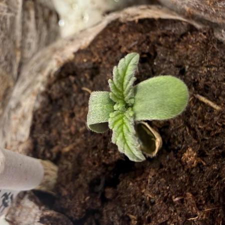 #2026 Balkon GROW Germany - Purple